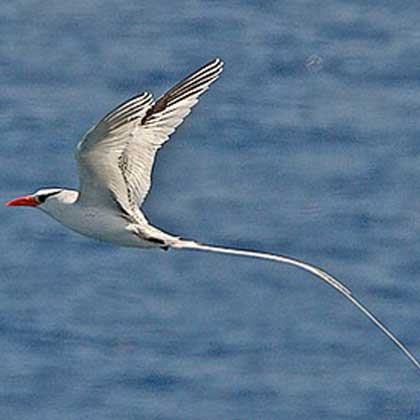 Birdwatching tours in Cabo Verde or Cape Verde